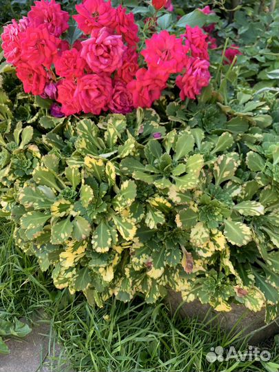 Почвопокровные растения для сада