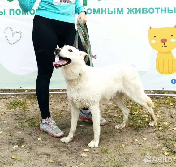 Собака бесплатно в добрые руки