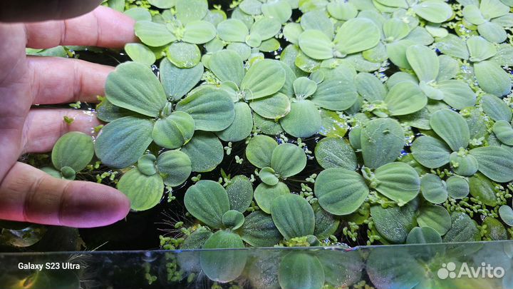 Пистия в аквариум, креветки