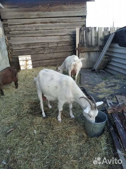 Коза дойная молочная