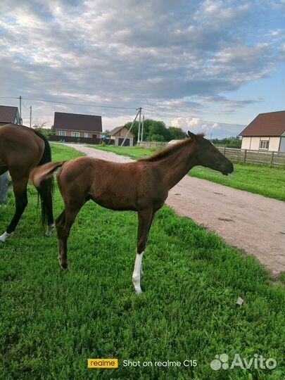 Продам жеребят чистокровной верховой породы