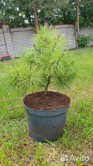 Саженцы кедра корейского
