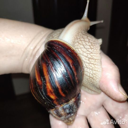 Улитки Ахатина Иммакулята