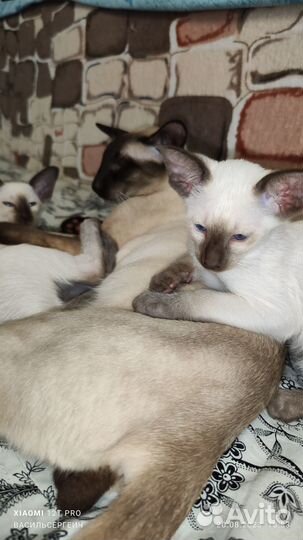 Сиамские принцессы (12.6.2023)