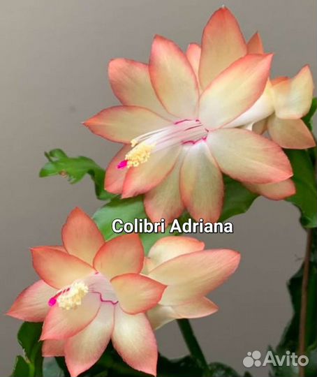 Шлюмбергеры сортовые 4