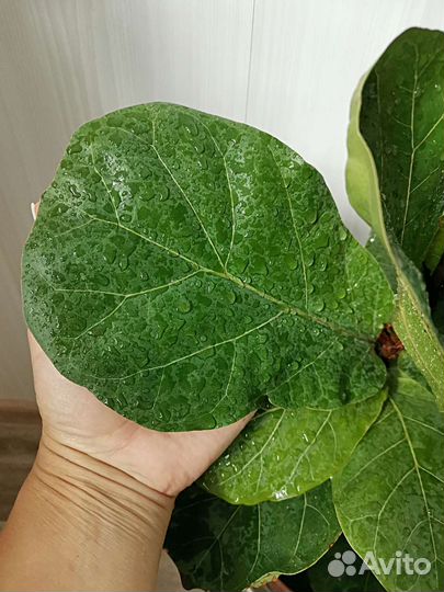 Эпипремнум пиннатумbaltic blue фикус