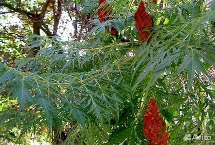 Сумах оленерогий