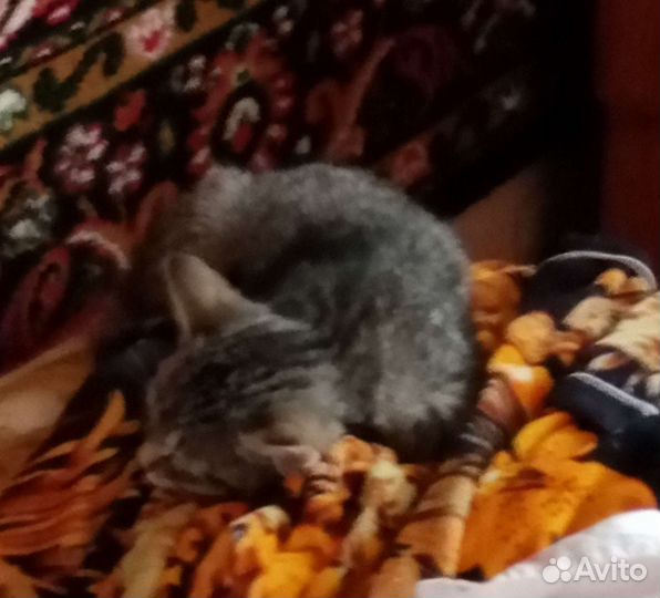 Кошка в дар бесплатно. Могу привезти