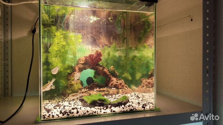 Аквариум