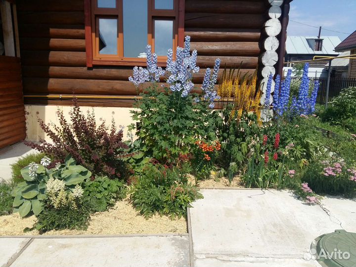 Цветы для дачи