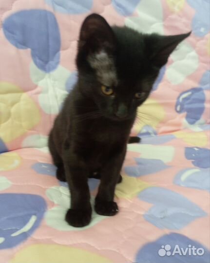 Фифа 3 месяца