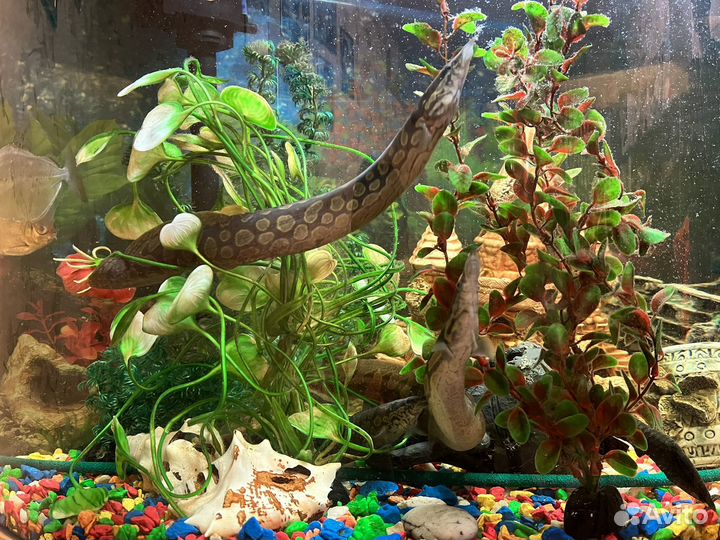 Аквариум панорамный jebo на 169 литров