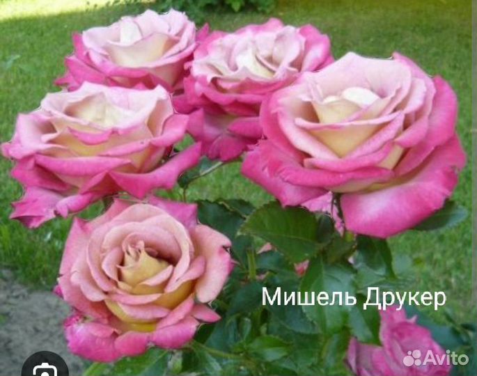 Розы на август