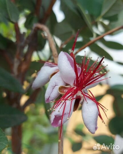 Фейхуа, фейхоа плодовая экзотика