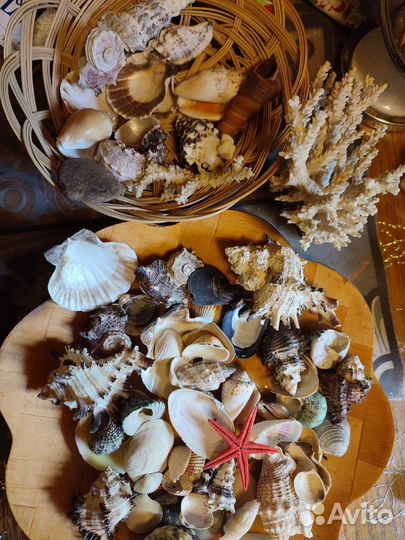 Набор ракушек