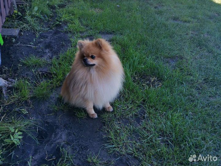 Померанский шпиц вязка