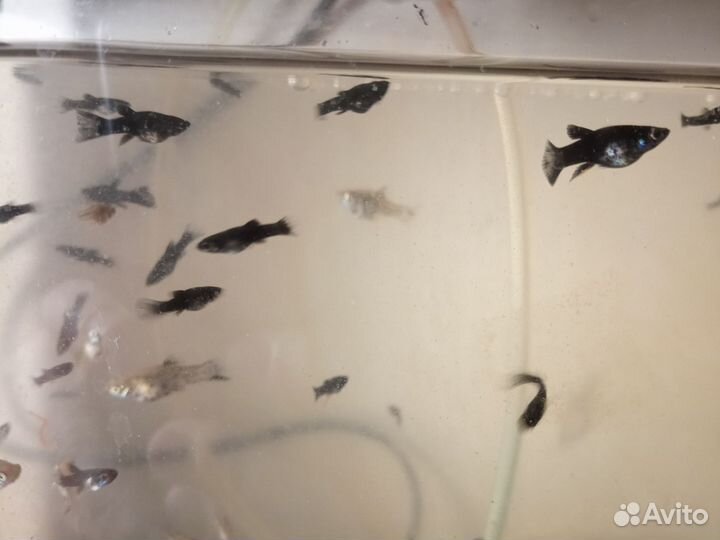 Рыбки- моллинезии