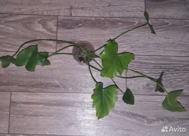 Сциндапсусы филодендроны