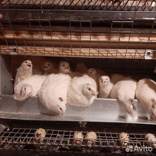 Инкубационное и пищевое яйцо Техасского перепела