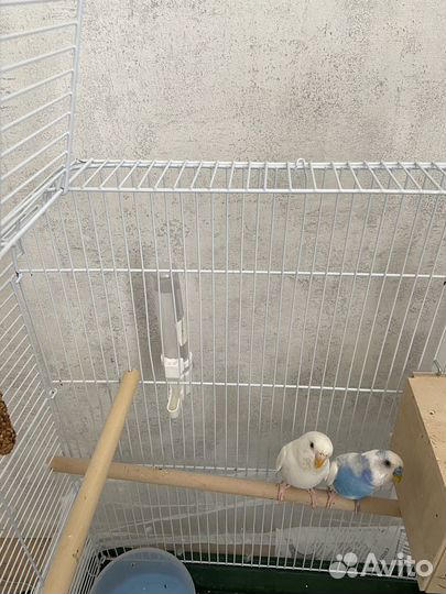 Волнистый попугай с клеткой