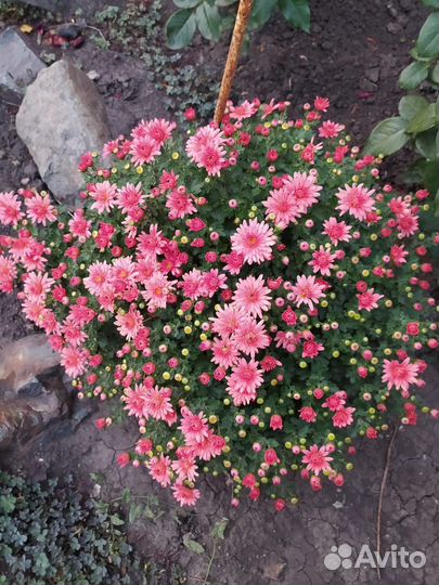 Садовые цветы хризантемы