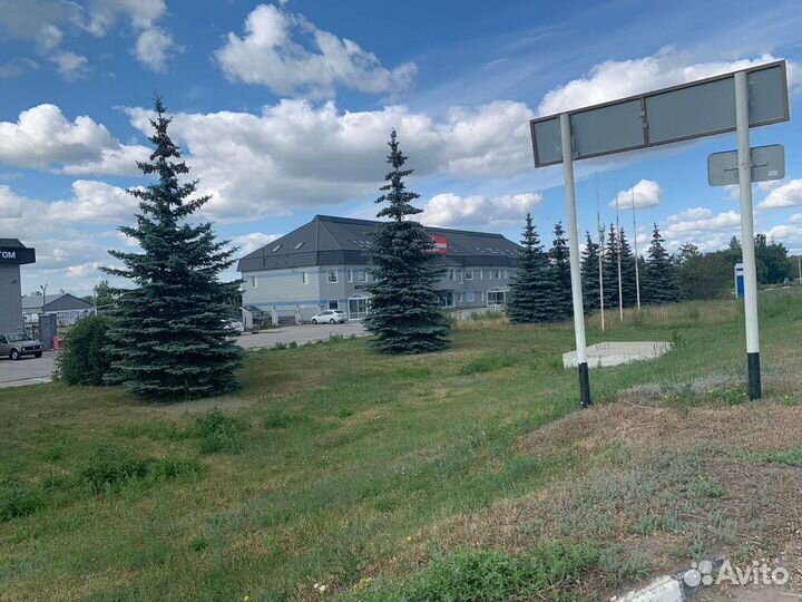 Голубые ели