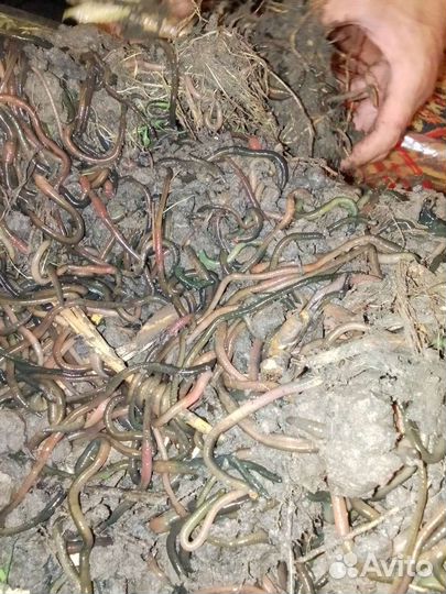 Вкусный зеленый червь) Свежий и Очень Активный