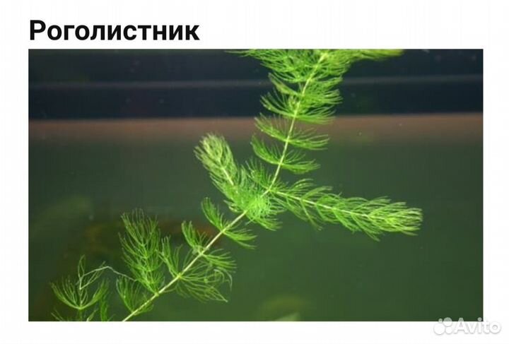 Аквариумное растение