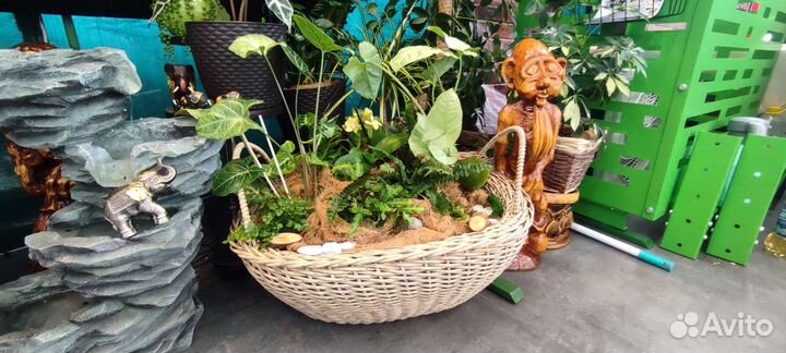 Фитостены и вертикальное озеленение