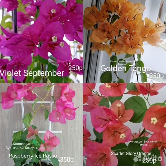 Бугенвиллия