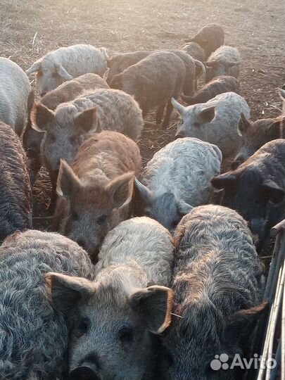 Поросята венгерской мангалицы. Свинина