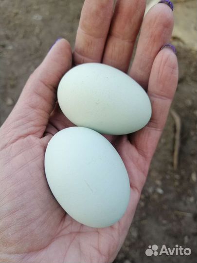 Лакенданзи семья