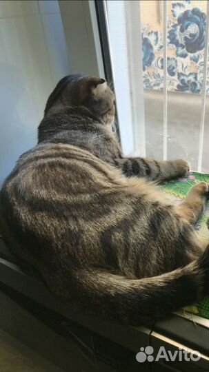 Красавчик шотландец