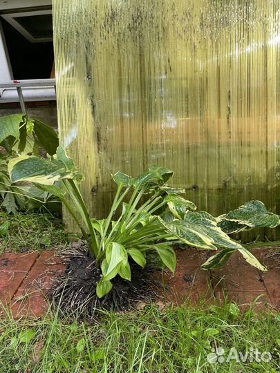 Хоста куст, роджерсия