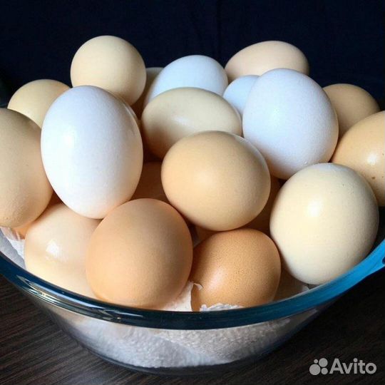 Домашние куриные, утиные, гусиные яйца