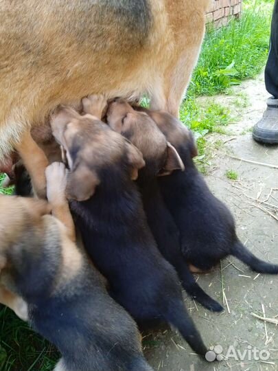 Щенки русской гончей