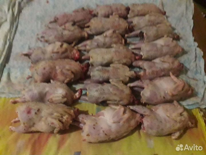 Перепела, помет