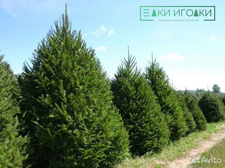 Крупномеры Сосна обыкновенная 8 м