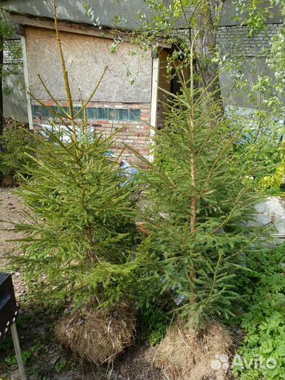 Елки для живой изгороди