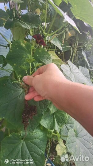 Пеларгония королевская PAK Aristo Schoko