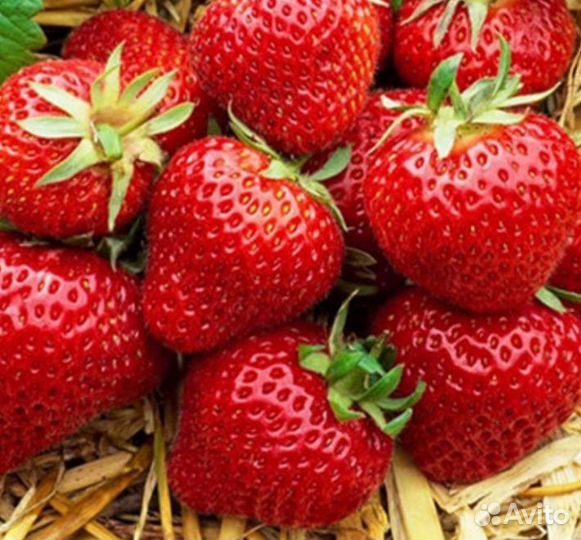 Рассада клубники