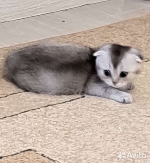 Шотландская вислоухая девочка
