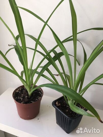 Молодые комнатные растения хлорофитум