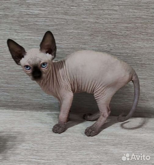 Канадский сфинкс