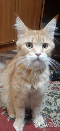 Продам котят мейн кун