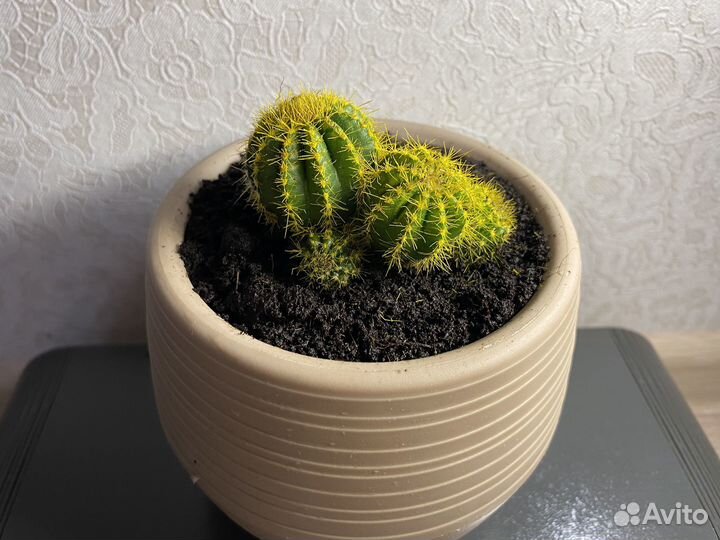 Кактус Цветной Микс