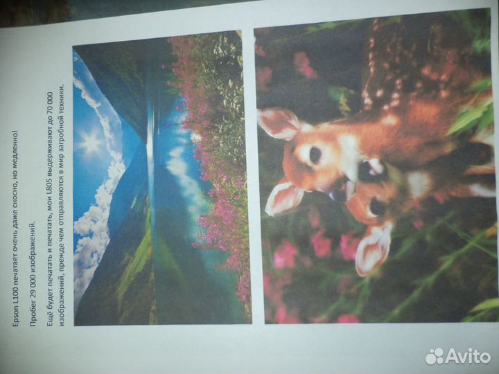 Принтер epson l100