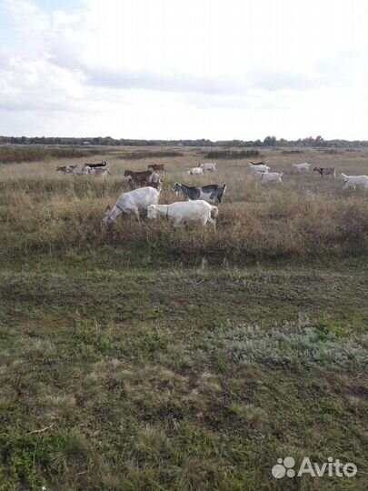 Продаются козы