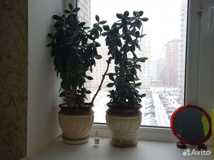 Денежное дерево