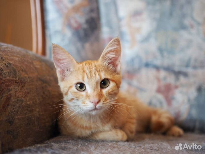 Рыжий котёнок в добрые руки